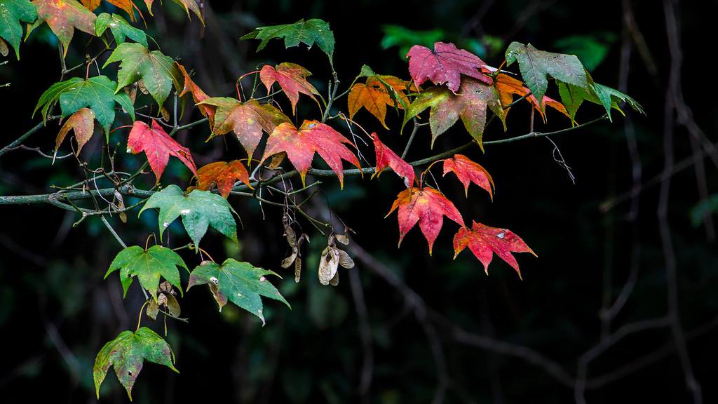 Vẻ đẹp của mùa lá phong ở vườn quốc gia Bidoup