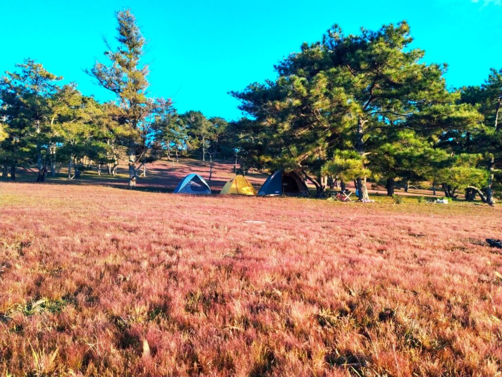 review tour cắm trại đà lạt 1 ngày ngắm cỏ hồng và dải ngân hà