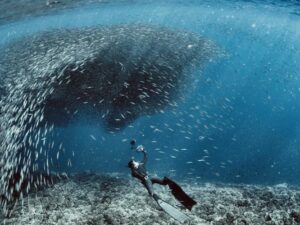 Lặn Biển Ngắm Cá Mòi Moalboal & Tour Đảo Pescador Ở Cebu, Philippines