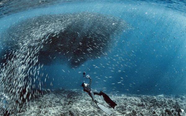 Lặn Biển Ngắm Cá Mòi Moalboal & Tour Đảo Pescador Ở Cebu, Philippines