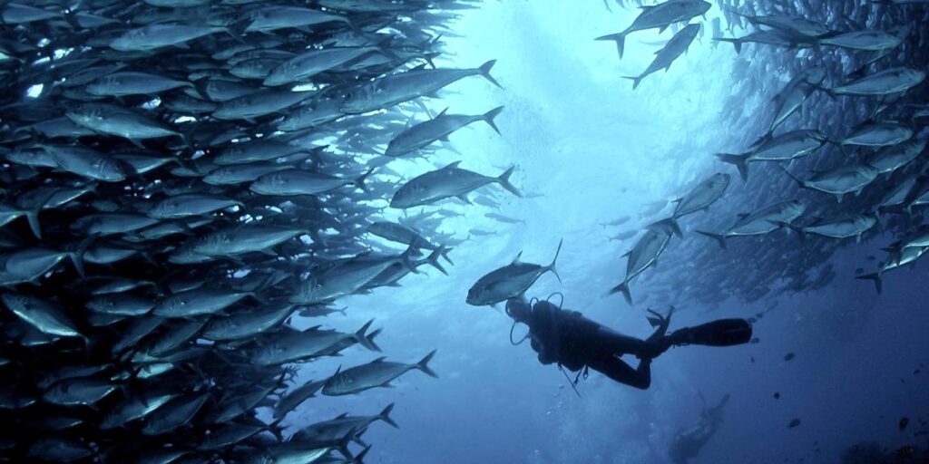 Lặn Biển Ngắm Cá Mòi Moalboal & Tour Đảo Pescador ở Cebu, Philippines 3