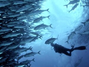 Lặn Biển Ngắm Cá Mòi Moalboal & Tour Đảo Pescador ở Cebu, Philippines 3