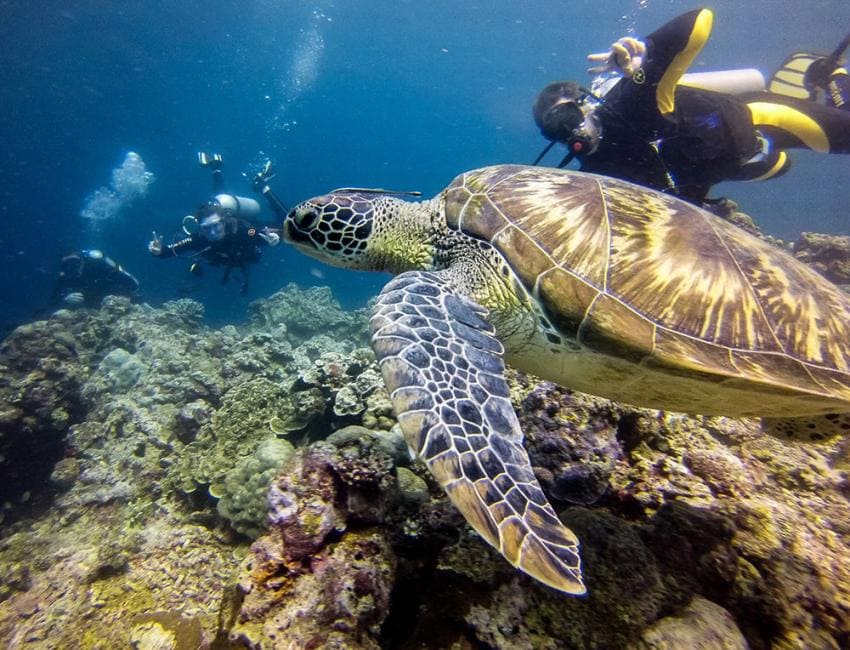 Lặn Biển Ngắm Cá Mòi Moalboal & Tour Đảo Pescador ở Cebu, Philippines