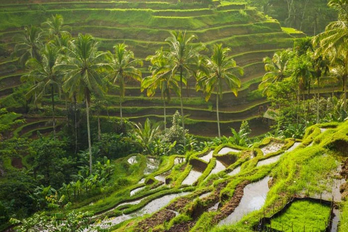 thị trấn Ubud từ trên cao