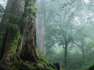 tour leo núi ở Alishan