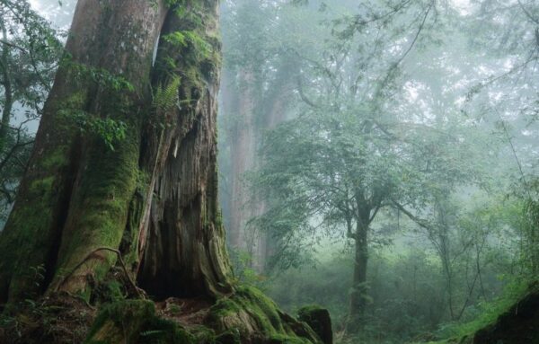 tour leo núi ở Alishan