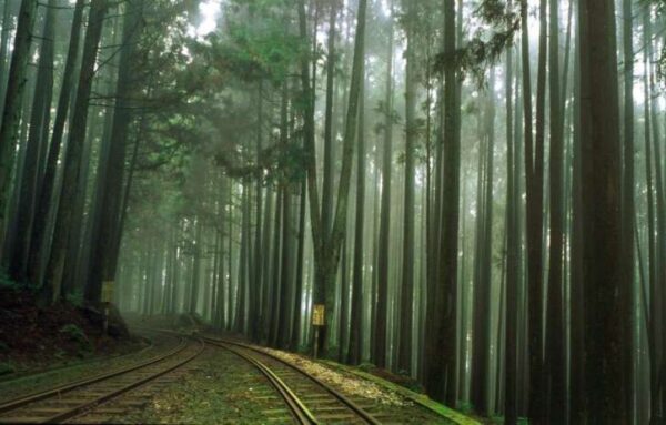 tour leo núi ở Alishan