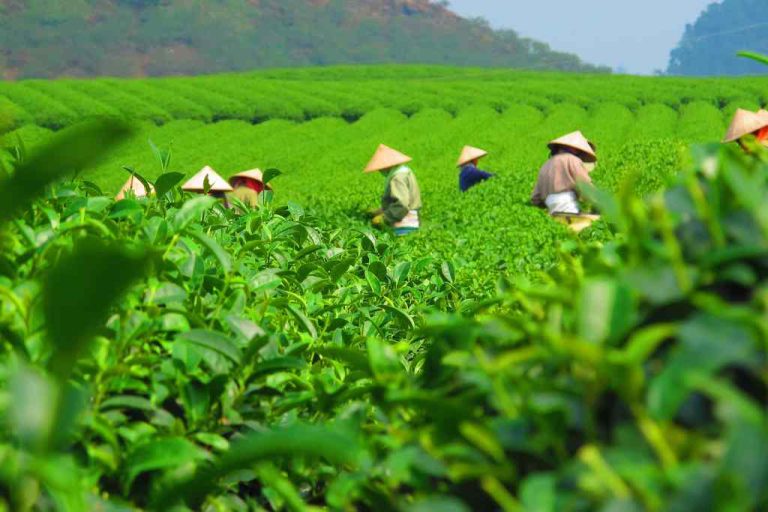 đồi chè thái nguyên