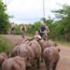 tour đạp xe luang prabang