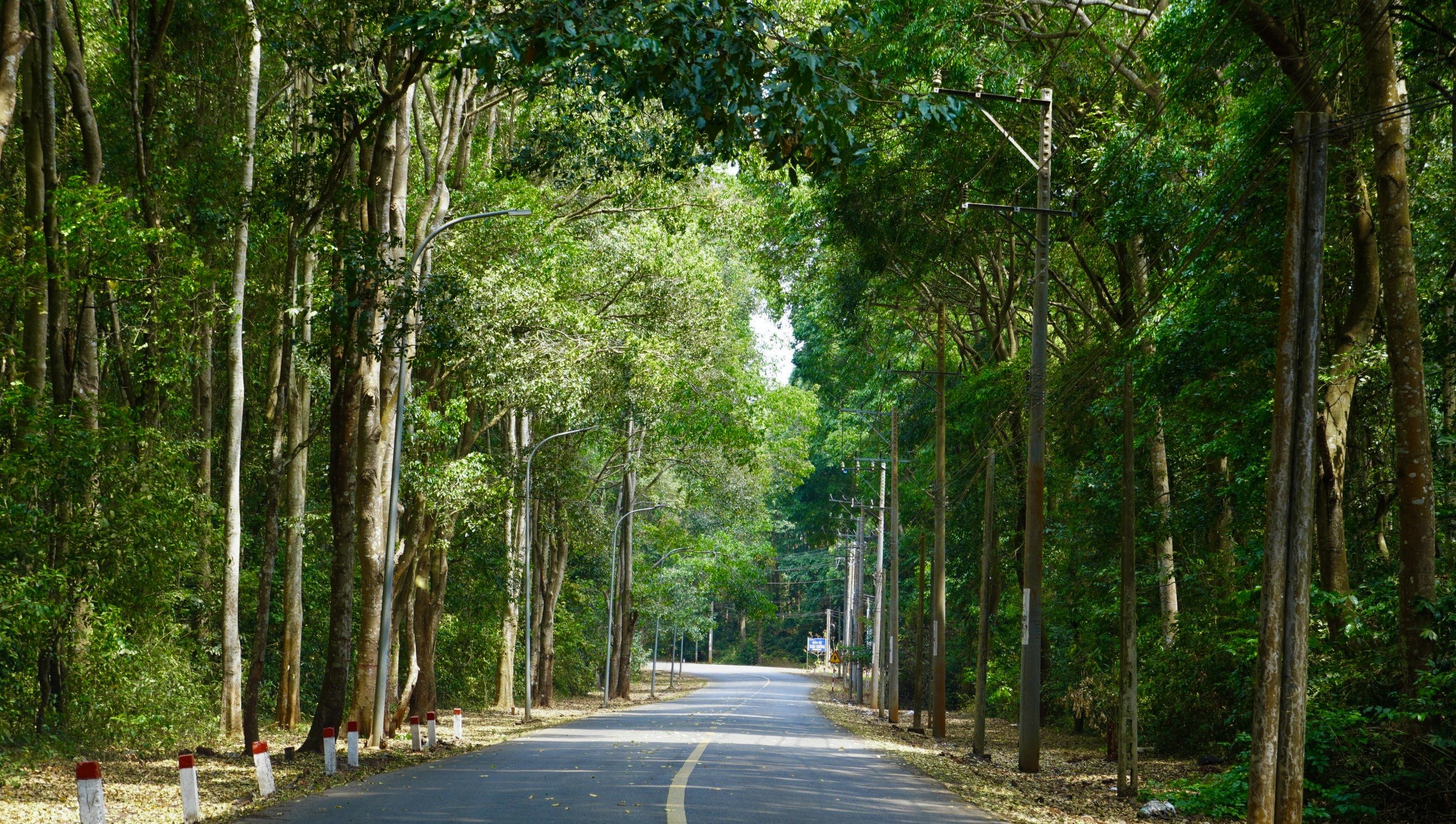 Trồng Rừng Ở Bình Châu