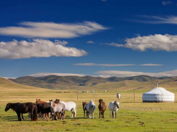 Tour du lịch thảo nguyên Mông Cổ, khởi hành từ Hà Nội: khám phá sa mạc Gobi, lịch trình tham quan, có thiết kế tour riêng, đặt online rẻ hơn trực tiếp 15%..