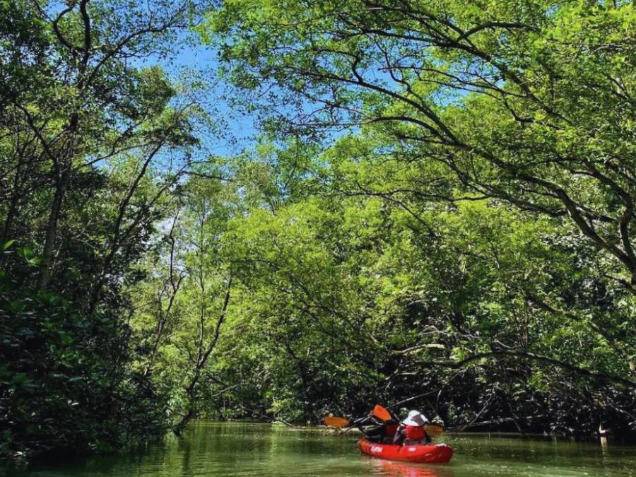 Tour chèo kayak ở đảo Pulau Ubin Singapore, du lịch tự túc
