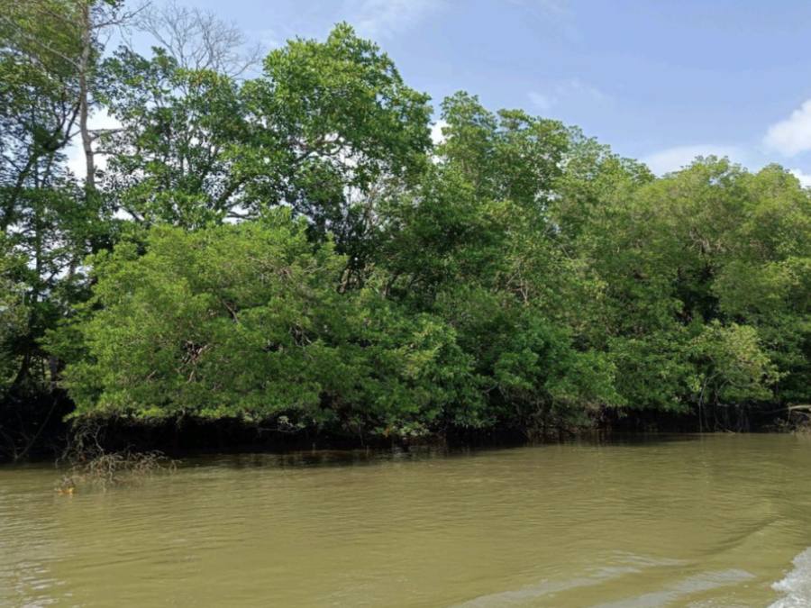 Kinh nghiệm đi tour du lịch Johor Bahru 1 ngày: chèo kayak sông Lebam