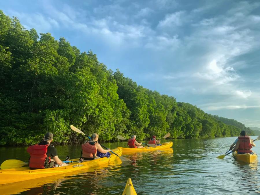Tour chèo kayak khám phá rừng ngập mặn Tuaran, Sabah ở Malaysia 1 ngày: kinh nghiệm du lịch bụi