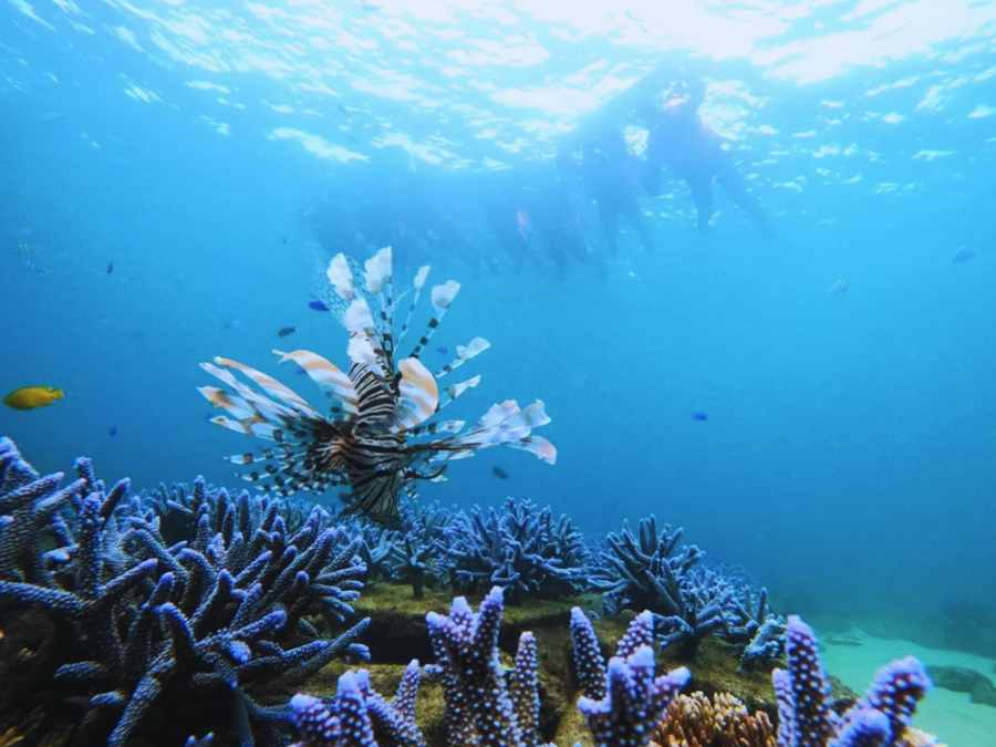 Tour lặn biển ngắm san hô 1 ngày ở Bành Hồ, kinh nghiệm du lịch tự túc Đài Loan giá rẻ & tiết kiệm