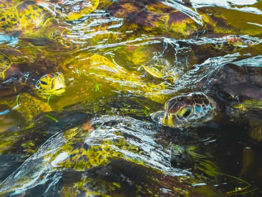 Tour đảo Rùa (Turtle Island) Serangan, Bali: đi tàu đáy kính xem rùa sinh sống ở đâu, du lịch giá rẻ