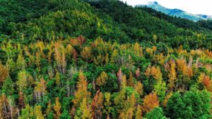 Tour trekking rừng Phong Hương & du ngoạn hồ thuỷ điện Rào Quán, du lịch 1 ngày khám phá các địa điểm nổi tiếng ở Khe Sanh, Quảng Trị.