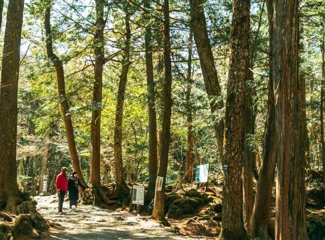Tour trekking rừng Aokigahara và hang dung nham, kinh nghiệm đến các địa điểm du lịch ở Yamanashi