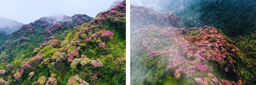 Tour trekking núi Đỗ Quyên ở Sapa: Khám phá các địa điểm du lịch nổi tiếng tại Tây Bắc giá rẻ cùng HDV bản địa