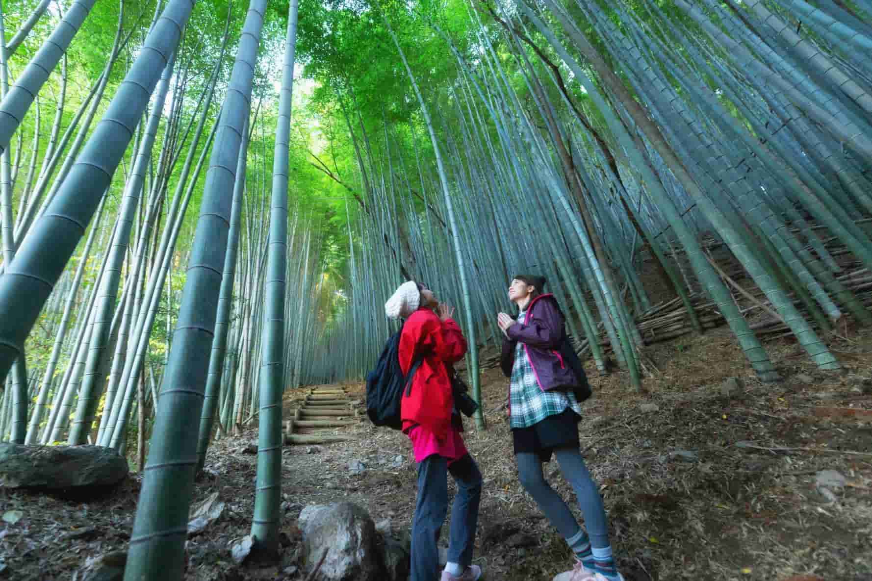 Kinh nghiệm đi tour du lịch tự túc, trekking Kamisanyama 1 ngày, các địa điểm du lịch Nobeoka