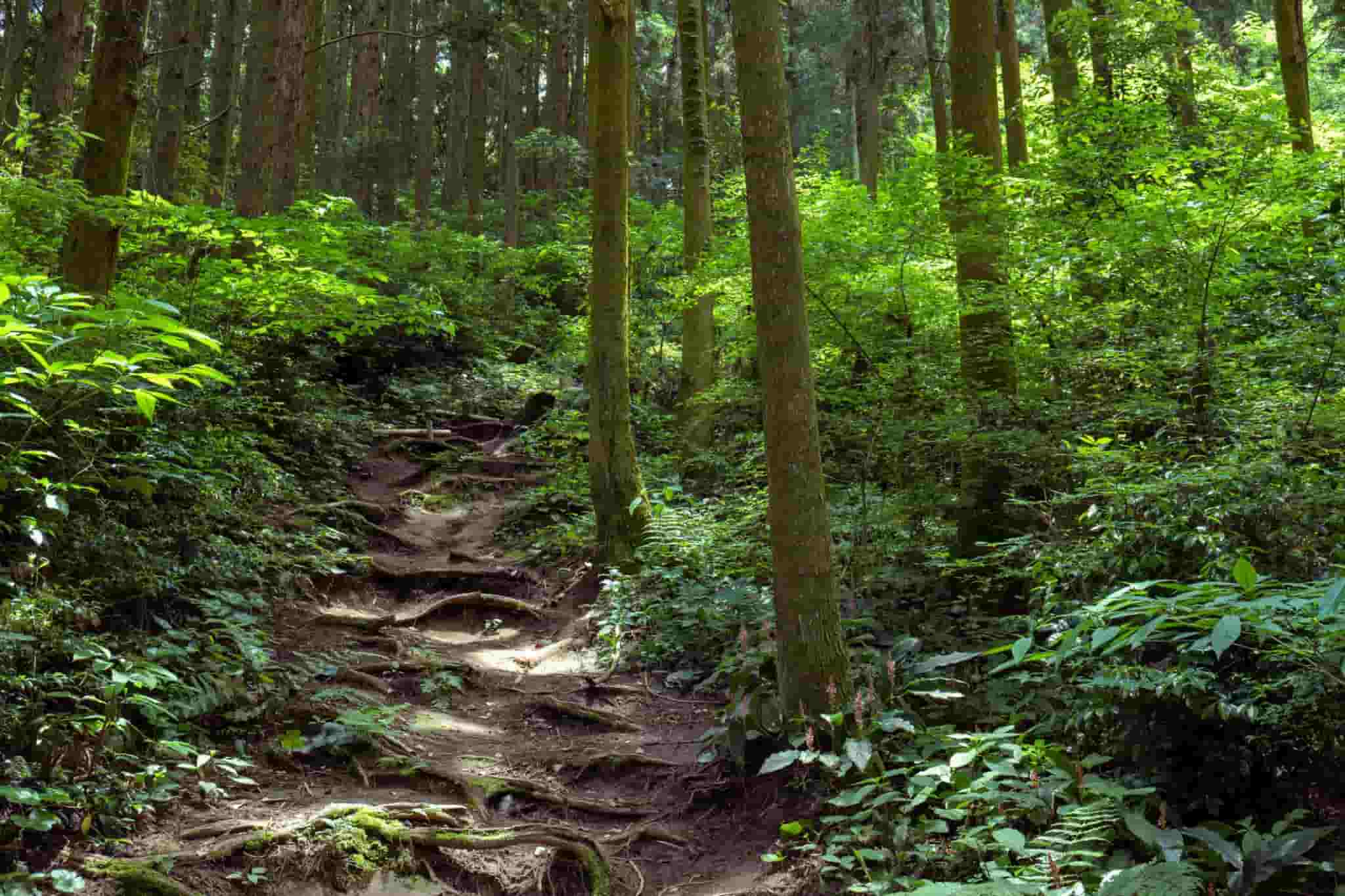 Kinh nghiệm đi tour du lịch tự túc, trekking Kamisanyama 1 ngày, các địa điểm du lịch Nobeoka