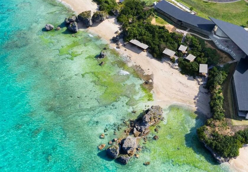1 ngày ngắm cá mập voi, cá nhám voi với tour lặn biển Okinawa