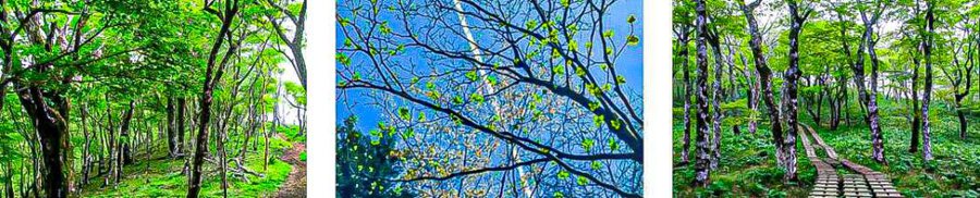 Vé trượt zipline ở Odawara gắn với tour Kanagawa 1 ngày, địa điểm du lịch Kanagawa và kinh nghiệm du lịch Nhật Bản.