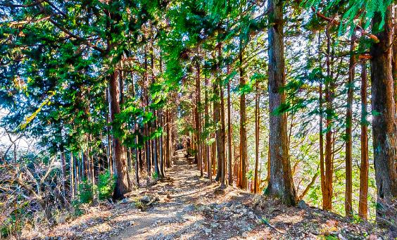 Vé trượt zipline ở Odawara gắn với tour Kanagawa 1 ngày, địa điểm du lịch Kanagawa và kinh nghiệm du lịch Nhật Bản.